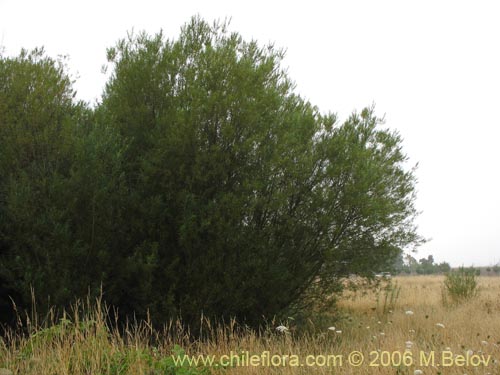 Bild von Salix viminalis (Sauce mimbre). Klicken Sie, um den Ausschnitt zu vergrössern.